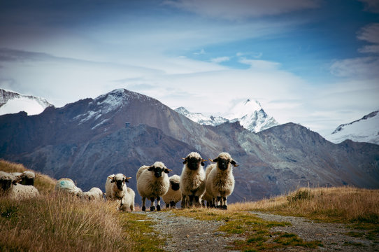 Flock of Blacknosed Swiss sheeps (Ovis aries), Swiss Alps