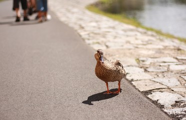 Wild duck on the sidewalk near the river
