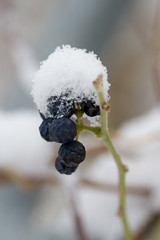 Winterhaube