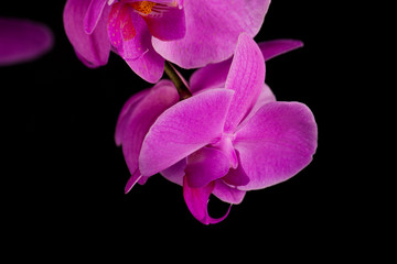 Purple orchid close up