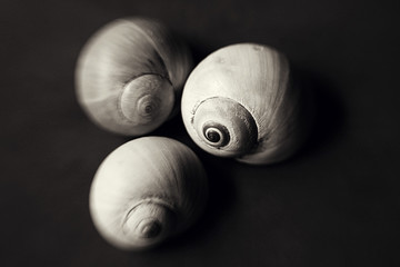 Nautilus Sea Shells
