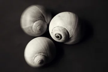 Poster Nautilus Sea Shells © fotofrancesca