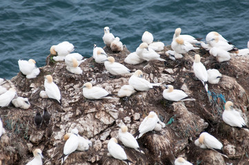 Gannets breeding on rock