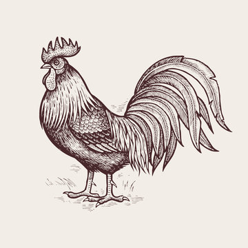 Graphic illustration - poultry rooster.
