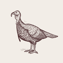 Fototapeta na wymiar Graphic illustration - poultry turkey.