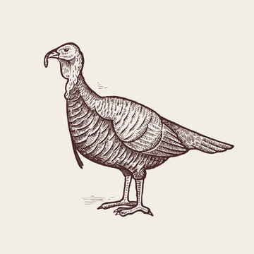 Graphic illustration - poultry turkey.