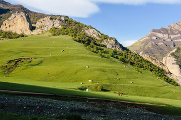 horse grazing in a mountain gorge