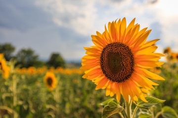 Fototapeta premium Sunflower field