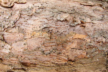 The bark of the wood