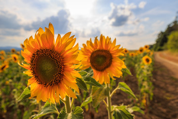 Sunflower field
