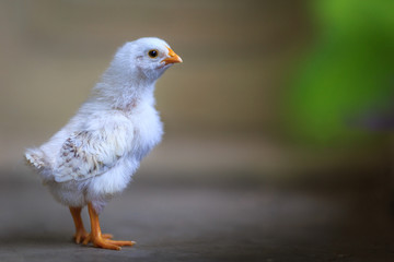 Cute chicken on blur background