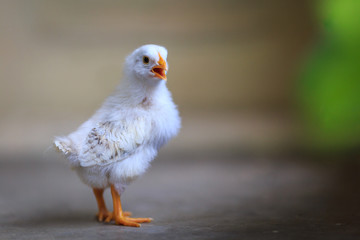Cute chicken on blur background