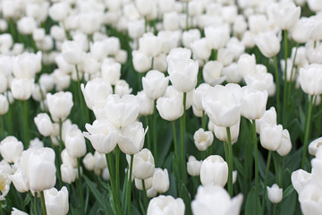 Beautiful white tulips flowerbed closeup. Flower background