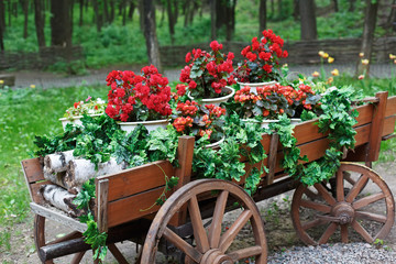 The cart with scarlet red geranium flowers in park