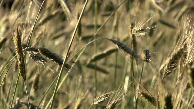 Close up footage of golden yellow wheat field young crop slowly moving by wind tree line and blue sky background cereal is any grass cultivated for edible components of its grain great summer day 4k