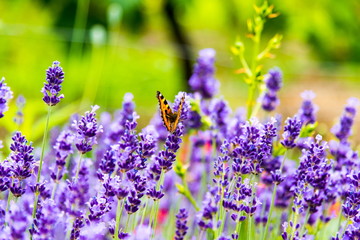 Lavendel mit Schmetterling