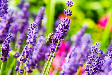 Eine Biene an der Lavendelblüte