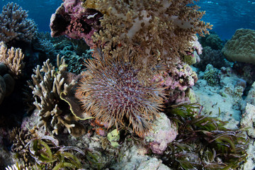 Naklejka na ściany i meble Crown of Thorns Starfish on Reef