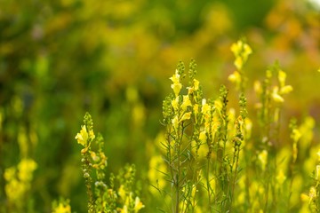 Fototapeta premium Beautiful wildflowers blooming in polish countryside