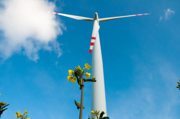 Wind turbines on the field