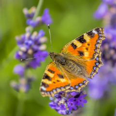 butterfly on lavender blossom