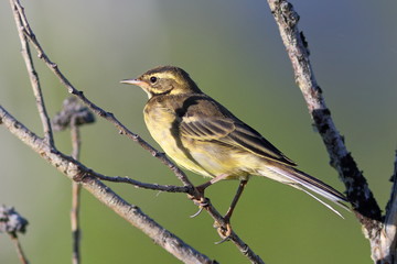 Yellow wagtail on a branch