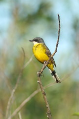 Yellow wagtail on a branch