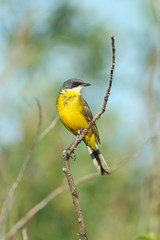 Yellow wagtail on a willow branch