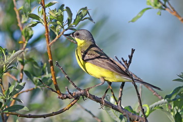 The yellow wagtail sits on a branch among foliage