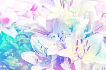 Colorful beautiful flowers lily on the background of the summer