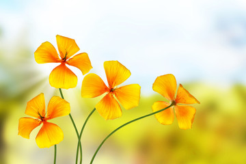 Colorful beautiful flowers eschscholzia on the background of the