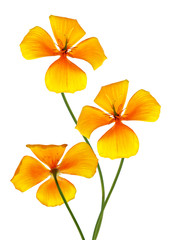 Yellow flower garden colorful eschscholzia isolated on white bac