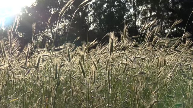 Low angle sunlight over golden yellow close up wheat field young crop slowly moving by wind high contract because of bright light cereal is any grass cultivated for edible components of its grain 4k