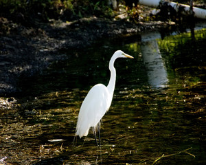 Great White Egret