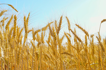 ripe wheat field before harvest. agricultural activities