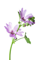 Fototapeta na wymiar Flores de malva para medicinas alternativas aisladas en fondo blanco
