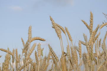 Fototapeta premium wheat field in Sunny day