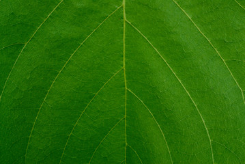 green leaf texture