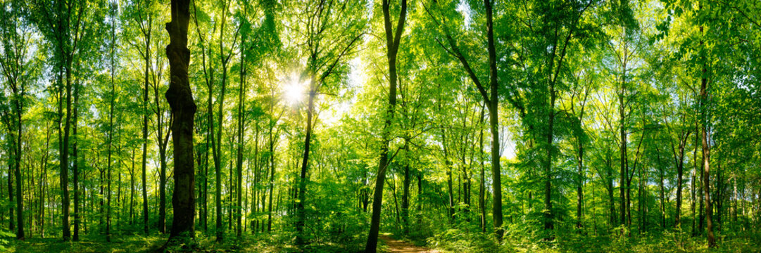 Fototapeta Wald Panorama mit Sonnenstrahlen