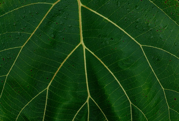 green leaf texture