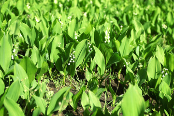Lily-of-the-valley flowers, closeup