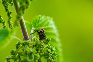 Close up of fly sitting on plant