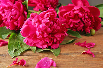 Beautiful peony on wooden background