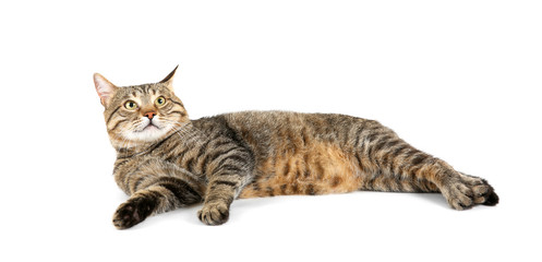 Cute cat, isolated on white