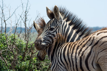Young Zebras being playful in the African bush