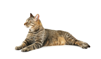 Cute cat, isolated on white