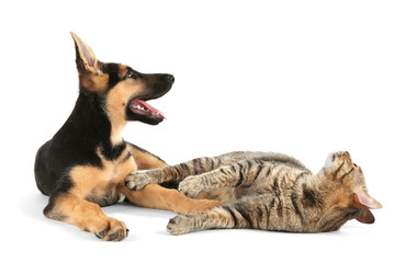 Cute dog and cat, isolated on white