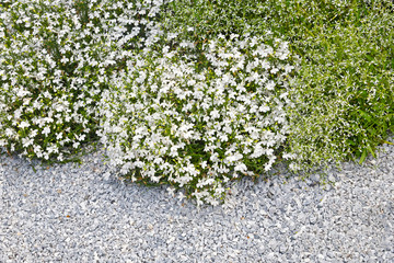 Bushes white decorative flowers on a white background gravel