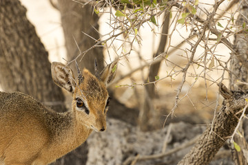 Beautiful duiker at Etosha National Park, Namibia, Africa