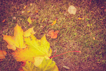 Fallen leaves on ground.